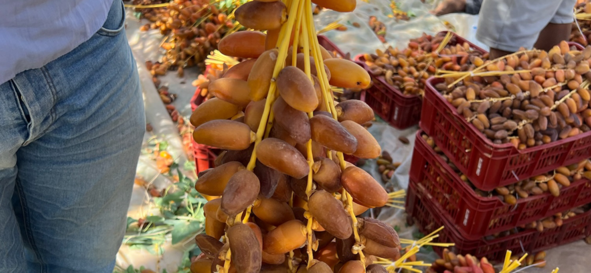 Kurma Deglet Nour Tunisia